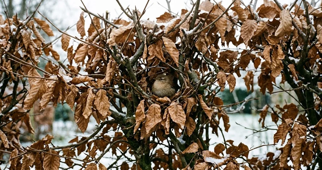marcescence hêtre charme haie avec feuilles mortes conservées en hiver et jeune chêne marcescent